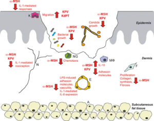 Retatrutide – GLP3