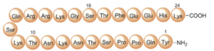 PEG-MGF (Pegylated Mechano-Growth Factor)
